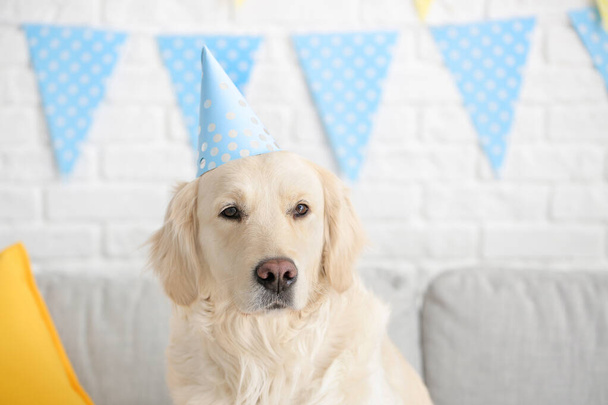 Милая собака празднует день рождения дома - Фото, изображение