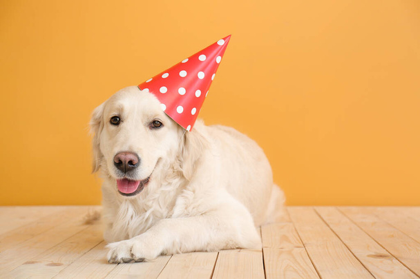 Cute dog in party hat on color background - Fotografie, Obrázek