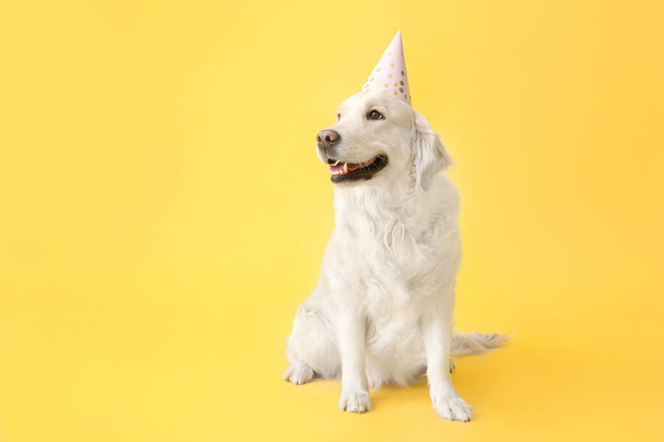 Cute dog in party hat on color background - Valokuva, kuva