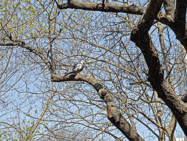 Een wilde duif van bonte kleuren zit op een boom en vermomt zich tussen de chaotische verweving van takken - Foto, afbeelding