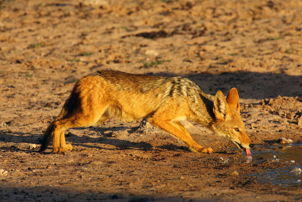 The black-backed jackal (Canis mesomelas) drinks at the waterhole in the desert. Jackal by the water in the evening light - Zdjęcie, obraz