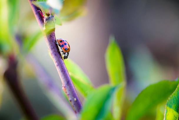 Red ladybugs in garden on tree branch - Photo, Image