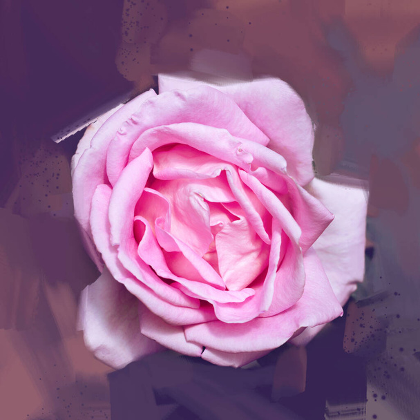 Roze roos achtergrond. Digitale tekening, rozenolieverf. Volledig frame, ruimte voor tekst. achtergrond bloem. - Foto, afbeelding
