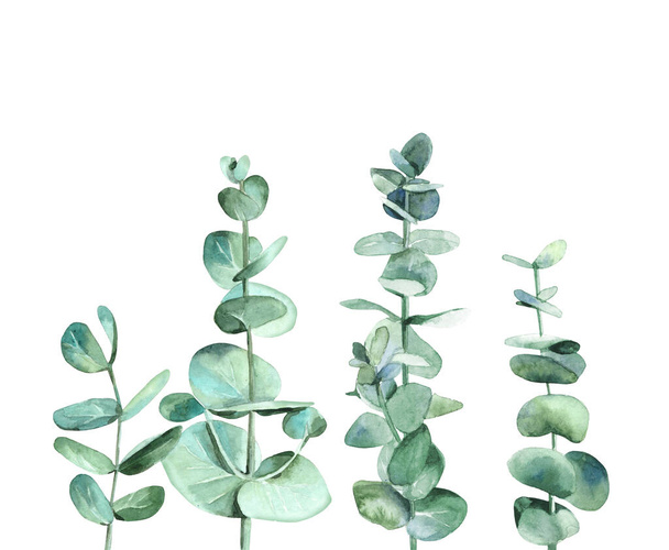 Eucalyptus branches. Tree leaves. Detail for card, postcard, wedding invitation, greeting, pattern. Watercolour illustration isolated on white background. - Photo, Image