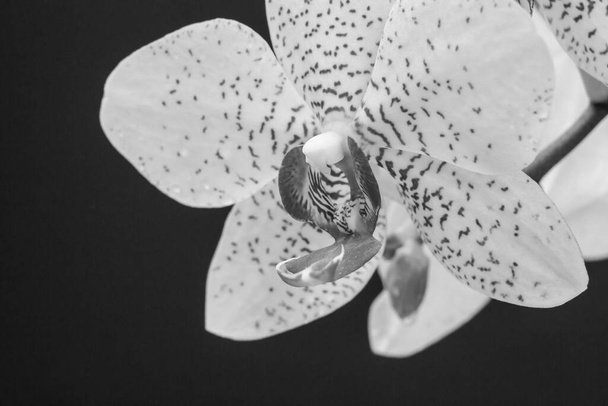 Vista ravvicinata di un fiore di orchis in colori neri e bianchi. Profondità di campo ridotta
. - Foto, immagini