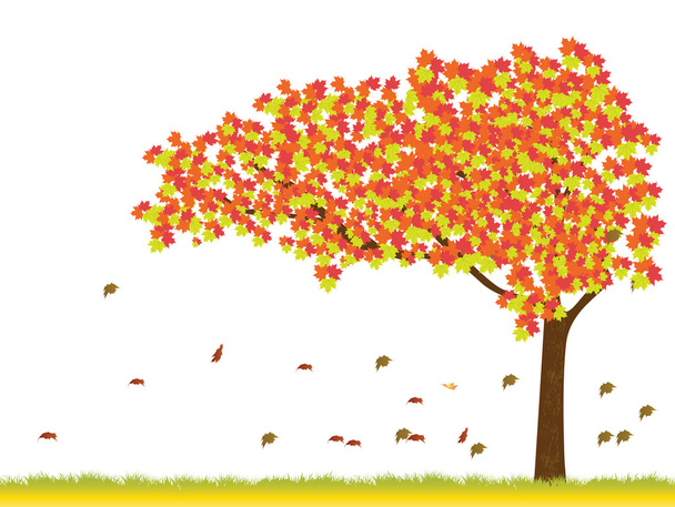 Кленовое дерево осенью
 - Вектор,изображение
