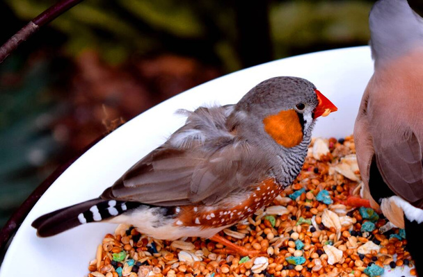 The zebra finch is the most common estrildid finch of Central Australia and ranges over most of the continent, avoiding only the cool moist south and some areas of the tropical far north.  Amadina. - Fotografie, Obrázek