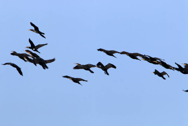 birds fly in the sky over the Mediterranean Sea in northern Israel  - Фото, изображение