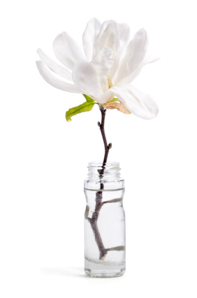 白い背景に隔離されたガラス瓶の中の美しい繊細な白いマグノリア - 写真・画像