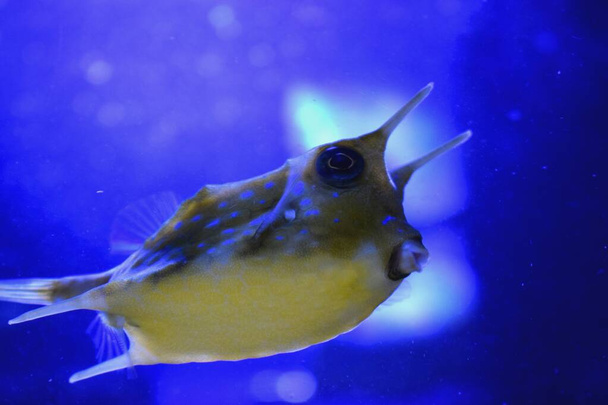 The longhorn cowfish, Lactoria cornuta, is a variety of boxfish from the family Ostraciidae,recognizable by its long horns that protrude from the front of its head, rather like those of a cow or bull. - Photo, Image