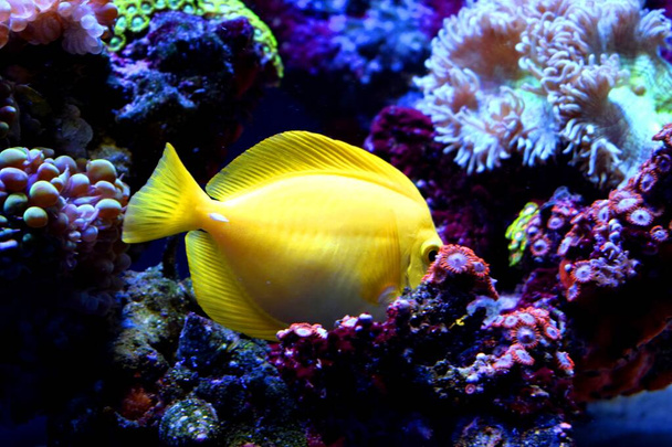 The yellow tang(Zebrasoma flavescens)is a saltwater fish of the family Acanthuridae.It is one of  popular aquarium fish.Yellow tangs can be bred and raised commercially but are mostly harvested wild. - Photo, Image