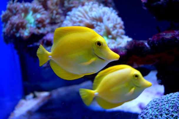 The yellow tang(Zebrasoma flavescens)is a saltwater fish of the family Acanthuridae.It is one of  popular aquarium fish.Yellow tangs can be bred and raised commercially but are mostly harvested wild. - Photo, Image