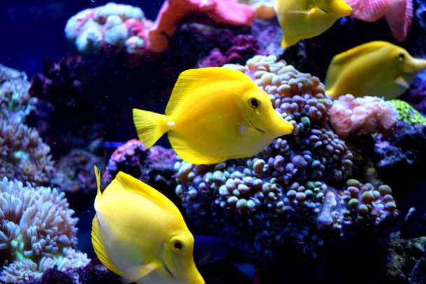 El espiga amarilla (Zebrasoma flavescens) es un pez de agua salada de la familia Acanthuridae.Es uno de los peces de acuario populares.Las tangas amarillas se pueden criar y criar comercialmente, pero se cosechan principalmente en la naturaleza.
. - Foto, imagen