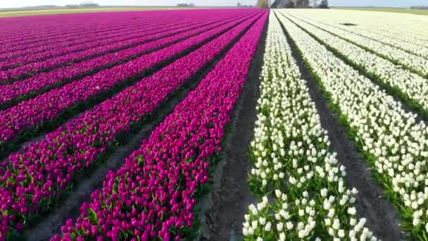 Воздушный беспилотник пролетает над красивым цветным полем тюльпанов в Нидерландах. Вид беспилотных луковиц Сельское хозяйство поля с цветами. Летать над голландским польдером пейзаж разноцветных тюльпановых полей весенний пейзаж
 - Кадры, видео
