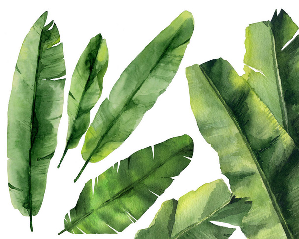 Bananenblad set. Tropische bladeren. Groene exotische takken. Aquarelillustratie geïsoleerd op witte achtergrond.  - Foto, afbeelding
