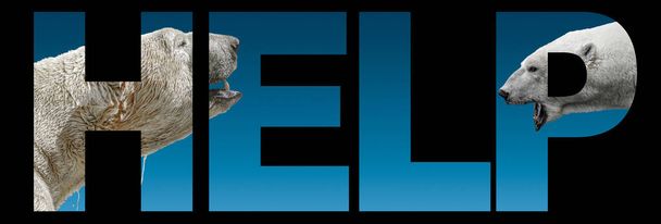 Banner with portrait of Arctic wildlife, two huge polar bears at blue gradient background with bold text help - Photo, Image