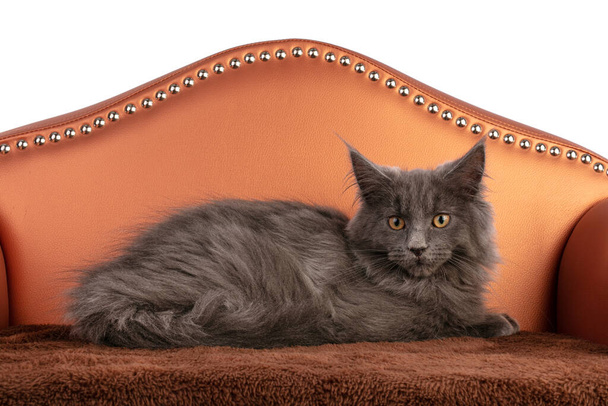 Young grey maine coon cat on a little orange sofa on a white background - Foto, imagen