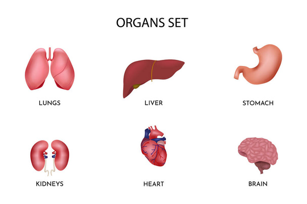 Bir dizi insan organı..  - Vektör, Görsel