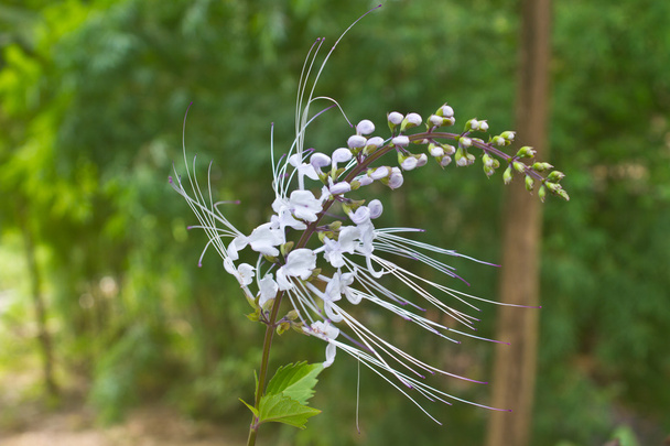 flor de Tailandia
 - Foto, imagen