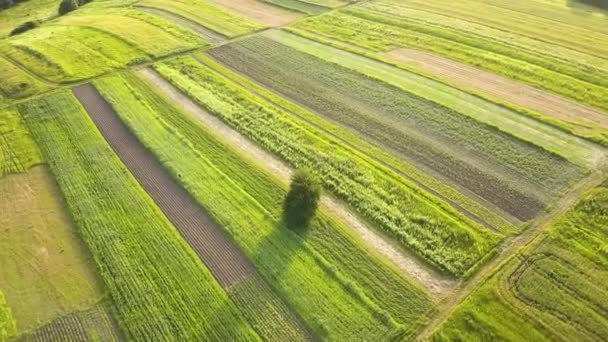 Luchtfoto van groene landbouwvelden in het voorjaar met verse vegetatie na zaaiseizoen. - Video