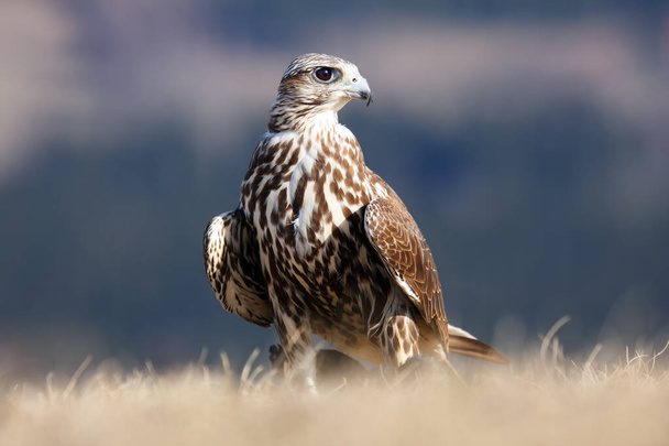Das Falkenweibchen (Falco cherrug) sitzt auf dem Boden in einem gelben Gras. - Foto, Bild
