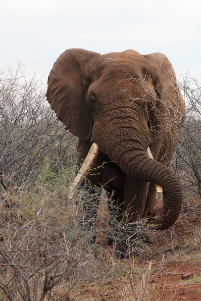 Африканский слон (Loxodonta affaba), очень большой бык в мире
. - Фото, изображение