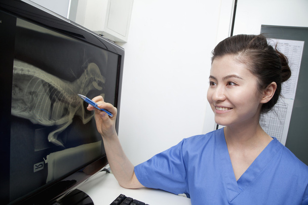 Veterinario mirando rayos X de animales
 - Foto, Imagen