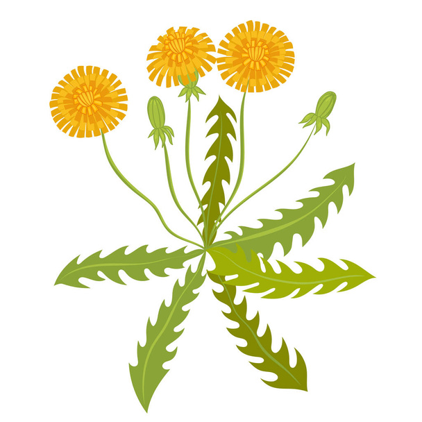Dandelion isolate on a white background. Vector image. - Vector, Image