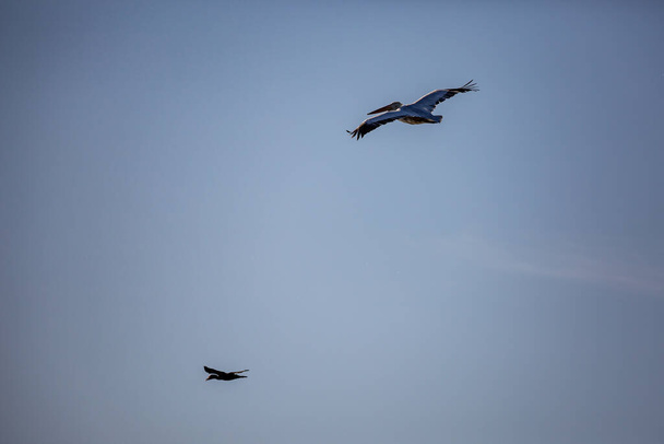 Удивительно красивый большой далматинский одинокий пеликан, летающий с большим пролетом крыльев. Облачно-зимнее голубое небо над Порто-Лагосом, Северная Греция. Живописный замороженный момент природы
 - Фото, изображение