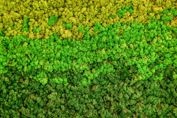 Τάρανδος πράσινο βρύα υφή για διακόσμηση, δημιουργικό υπόβαθρο. - Φωτογραφία, εικόνα