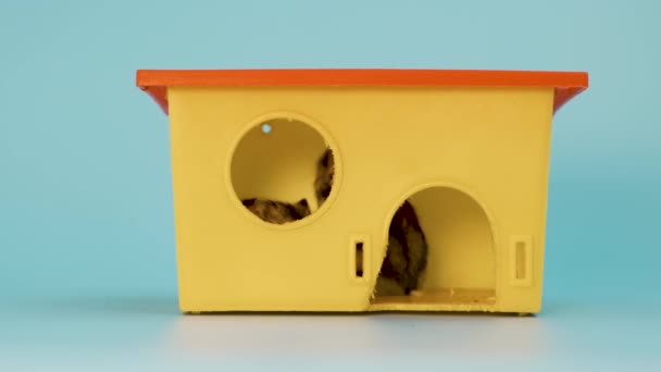 Großaufnahme eines kleinen lustigen Miniatur-Dschungelhamsters, der an einem kleinen gelben Plastikrattenhaus sitzt. Flauschige und süße Dzhungar-Ratte zu Hause. - Filmmaterial, Video