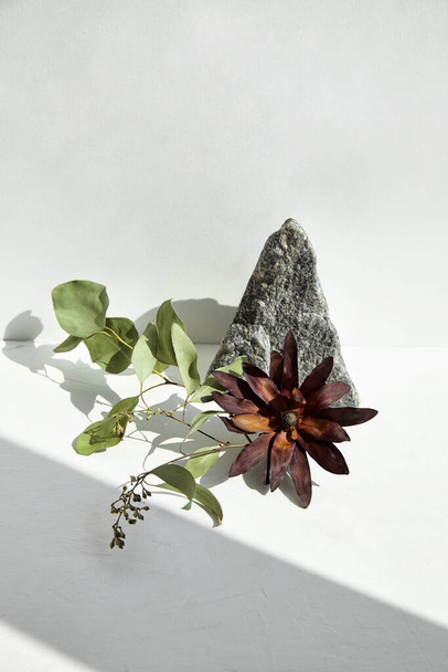Art composition. Dried flower, eucalyptus branch and granite stone with a play of shadows. White background. - Фото, зображення