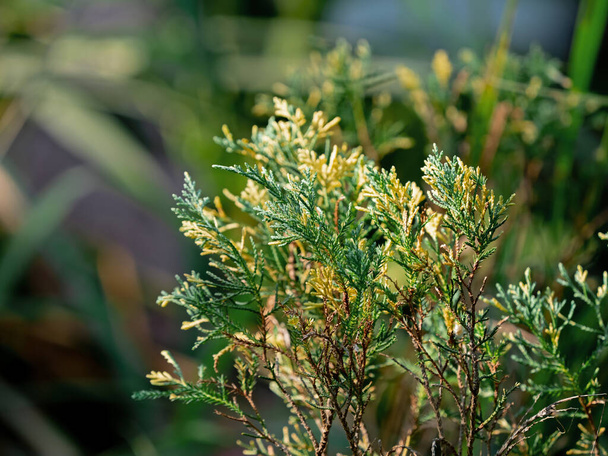 Крупный план Juniperus Chinensis или китайский можжевельник изолированы на фоне природы
 - Фото, изображение