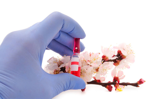 女性手で医療手袋保持試験管のワクチン上の開花アプリコットの枝隔離された白い背景.  - 写真・画像