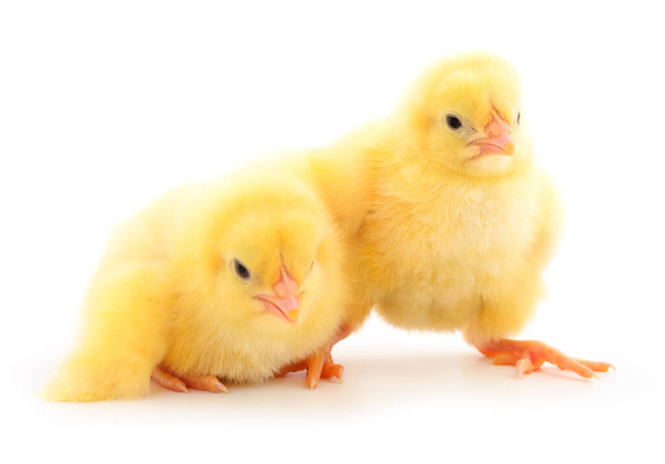 Two yellow chicks isolated on white background. - Foto, Imagem