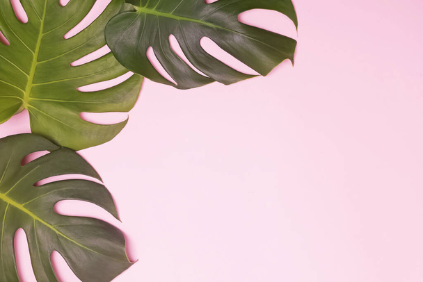 Monstera leaves on pink background - Foto, afbeelding