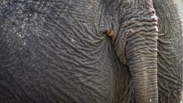 4K, Großaufnahme eines Elefanten, der seinen Schwanz schwingt. Nahaufnahme von Rumpf und Schwanz eines asiatischen Elefanten. Graue Hautfalten. Asiatischer Elefant, Elephas maximus, wedelt mit dem Schwanz in einem Zoo-Dan - Filmmaterial, Video