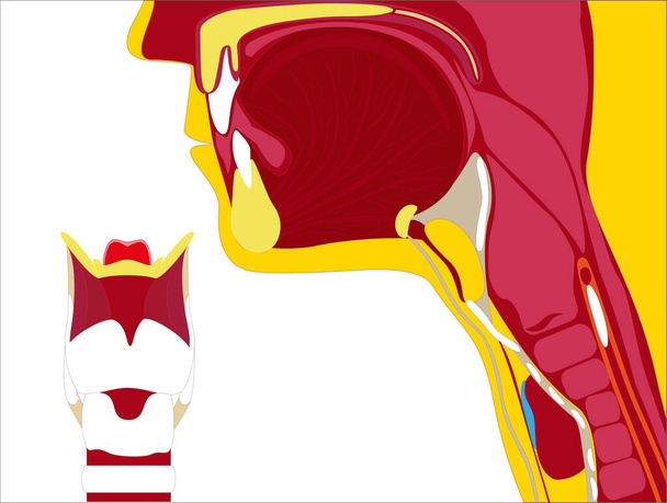 Illustrazione a colori della laringe su sfondo bianco
 - Vettoriali, immagini