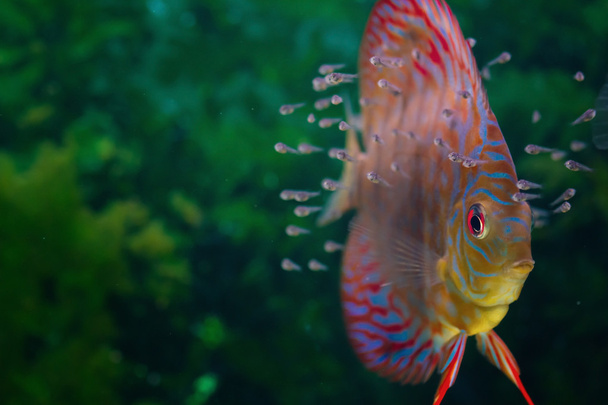 Дитяча дискова риба, що плаває в акваріумі
 - Фото, зображення