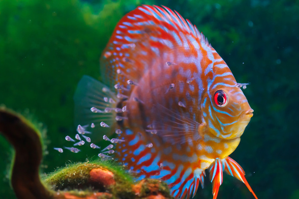 Дитяча дискова риба, що плаває в акваріумі
 - Фото, зображення