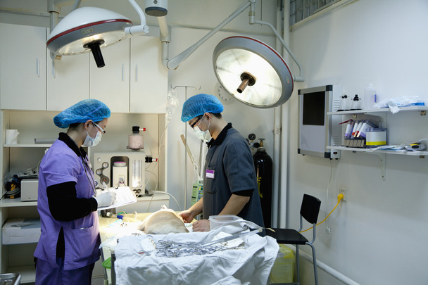 Veterinarians with dog on operating table - Photo, Image