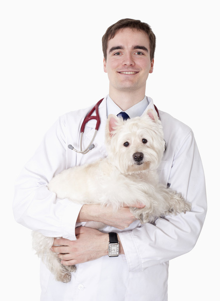 Veterinarian holding a dog - Φωτογραφία, εικόνα