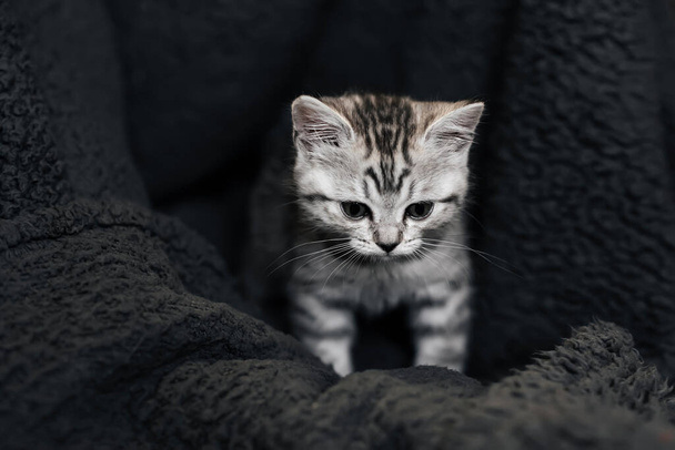 cute domestic striped Scottish straight kitten sitting on a grey background - Photo, Image