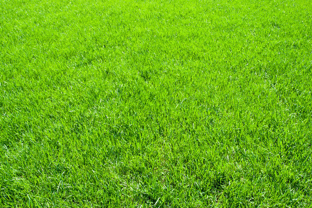 зелена трава
 - Фото, зображення