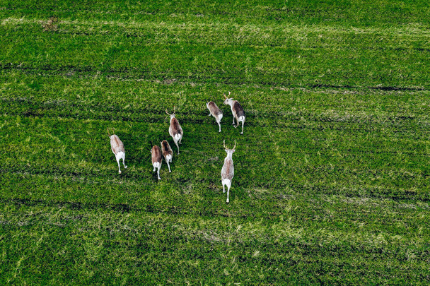 Повітряний вид на Рейндерс на зеленому полі в літній сезон у Фінляндії Лапландія. Фото дронів згори. - Фото, зображення