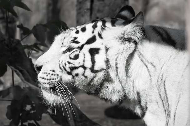 White Tiger - Zdjęcie, obraz