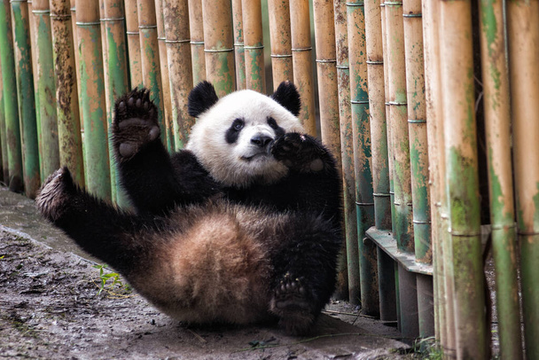Funny and cute giant panda waiving in the zoo - Photo, Image