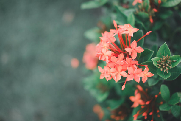 Η βελόνα λουλούδι ένα όμορφο κόκκινο λουλούδι. Λουλούδι στον κήπο πάρκο στην Ταϊλάνδη - Φωτογραφία, εικόνα