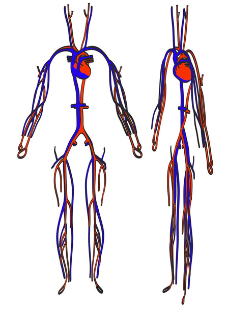 Cartoon image of circulatory system - Photo, Image