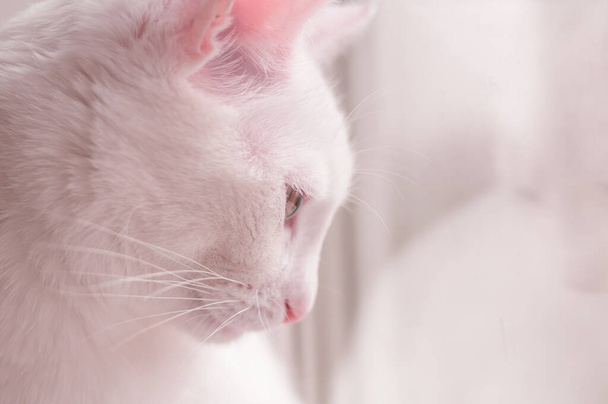 portrait of white cat on window sill looking through the window pink tone  - Foto, afbeelding